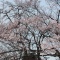 【上越市発】高田城百万人観桜会2013スタート~さくら大使にゆるキャラ勢揃い~