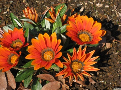 オレンジの花