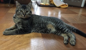 ワイ、飼い猫に涙の懇願wwwwwwwwwwww