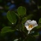 ナツツバキ