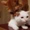 猫飼ってて苦労すること