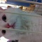 子猫を拾って大騒ぎ