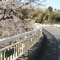吉田町奥南橋の桜