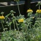 Garden ! Garden ! Garden !