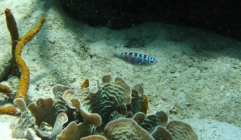 1日に20回も性別が変わる魚が発見される!!!