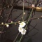 梅が咲きました