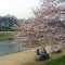 しののめ周辺お花見情報♪ その2 〜お散歩がてら京都観光編〜