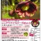 原種と原種ハイブリッドの区別
