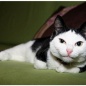 前髪ぱっつんニャンコの写真が可愛すぎて猛烈な勢いで世界へ拡散中