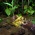 リュウキュウカジカガエルの抱接