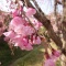 枝垂れ桜
