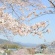 2018桜・さくら 春満開