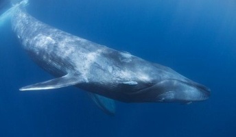 地球最大の動物がシロナガスクジラの約30mって夢がないよな…もっとデカいのがいるはず