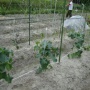 チャレンジ畑部（枚方）♪5/22