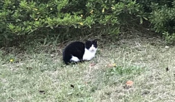 撮り貯めた野良猫写真貼っていく。ほっこりのどかな猫達に癒やされてくれ