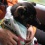 ***��dogrun�ˤơ�***