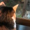 うちの猫ちゃんのホームセキュリティーに大助かり