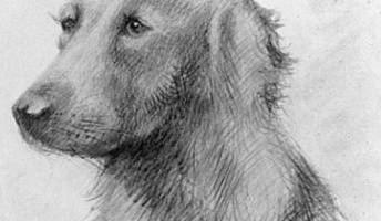 ヒトラーが描いた犬の絵wwwwwww