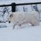 ドックラン新雪だぁ~♪