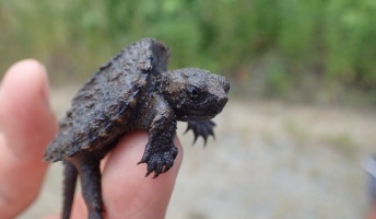 千葉県の印旛沼でカミツキガメ捕まえてきた!!!