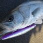 使用ルアーについて<SHIMANO ゴリアテ>