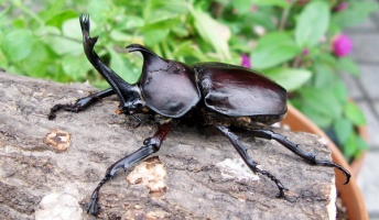 【画像】ムシキングマニアの俺が世界のカブトムシとクワガタムシを紹介するよ!!!!!!!!!