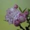 「庭桜（ニワザクラ）」の可愛い花