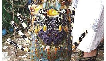 【画像】「神エビ」か? 長さ1メートル重さ3キロの伊勢エビを捕獲、売価1000万円超