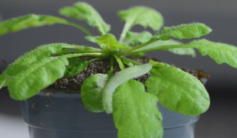 【驚愕】植物には自分が食べられてる音が「聞こえる」