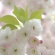 【画像有】桜はなぜ1週間しか仕事をしないのか…福岡で開花