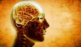 死者の脳から記憶を取り出すことが可能に 経験をコード化して記憶する遺伝子マーカーの存在