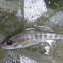 ★興津川　渓流釣果（5月９日）　鮎解禁前最後の釣行？★