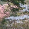 半田山の桜⑤