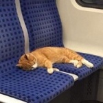 猫が電車の座席で昼寝してるけど、このままじゃ迷子になっちゃう ⇒ SNSで呼びかけたら飼い主が見つかった!