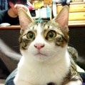 ネコがだらしない(´・ω・`)