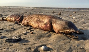 【謎生物】「これはいったいなに?」 ハリケーン後の海岸で牙の生き物