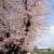 桜 と 旦那の熱～