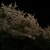 夜景と夜桜