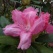 庭の花 「5月続き」