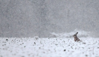 【画像】雪と動物の風景を置いていきます