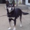 一 番 か わ い い 犬 は 柴 犬