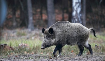 【閲覧注意】動物の大量死で何が起こる?イノシシ3トンで実験した