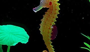 よく考えたらタツノオトシゴって不思議な生き物よな