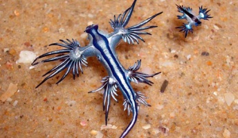 【一部閲覧注意】なんだこいつ!?ってなる生き物の画像を貼るスレ