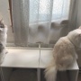 窓辺は猫の大好きな場所～♪