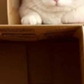 ネコたちは「ダンボールピラミッド」にどうなるの？ → ６匹の猫はこうなります…