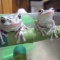 親子ガエル