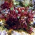 国産ソフトサンゴ入荷01/21