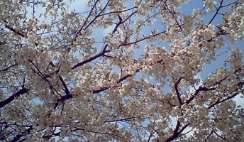 春だしお前らの綺麗な桜の画像張ってけ