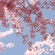 【画像有】桜はなぜ1週間しか仕事をしないのか…福岡で開花